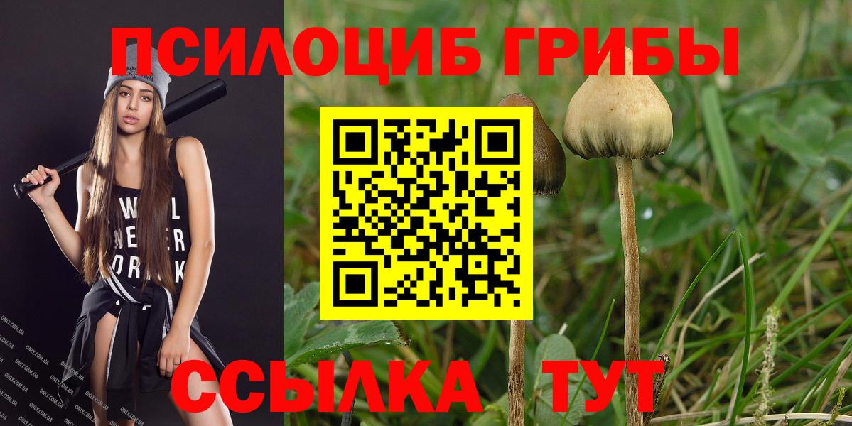 Каменка  Псилоцибиновые грибы прущие грибы  Галлюциногенные грибы Cubensis  Вход с VPN 